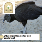 ¿Qué significa soñar con zopilotes? ¿Qué significa soñar con zopilotes?