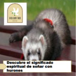 Descubre el significado espiritual de soñar con hurones Descubre el significado espiritual de soñar con hurones