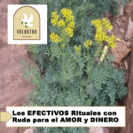 Los EFECTIVOS Rituales con Ruda para el AMOR y DINERO Los EFECTIVOS Rituales con Ruda para el AMOR y DINERO
